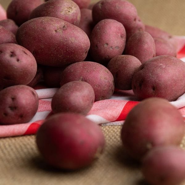 Dutch Red® Potatoes - Image 4