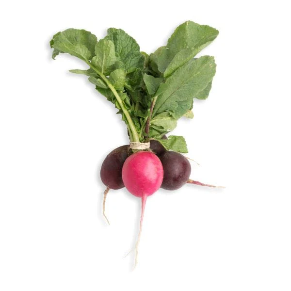 Easter Egg Radish