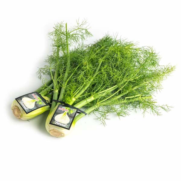 Fennel