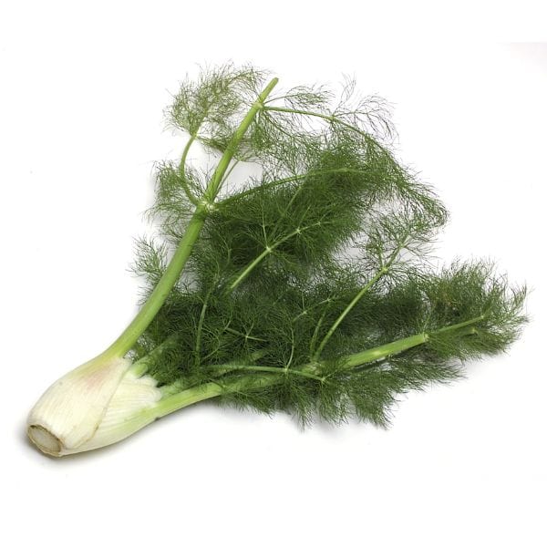 Fennel - Image 2