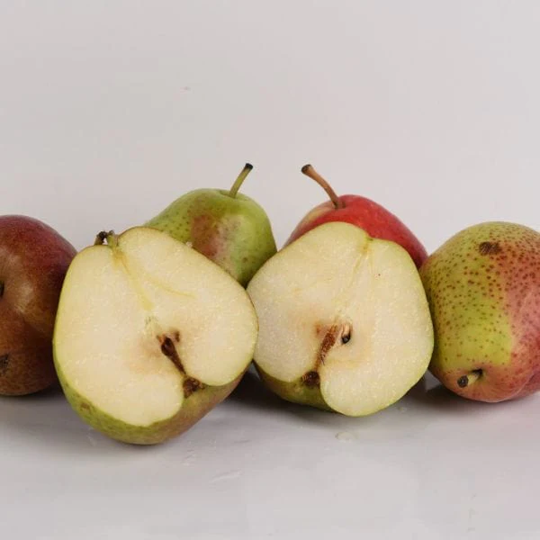 Forelle Pears - Image 2