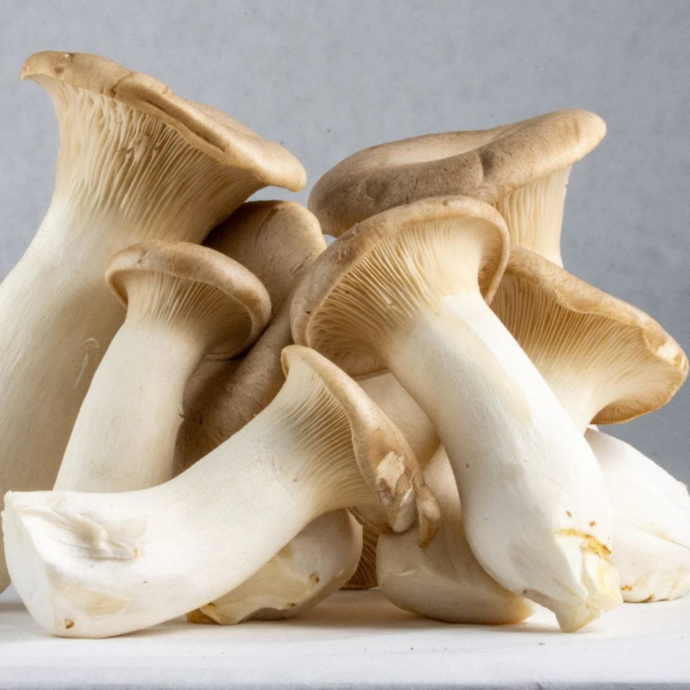 King Oyster Mushrooms - Image 3