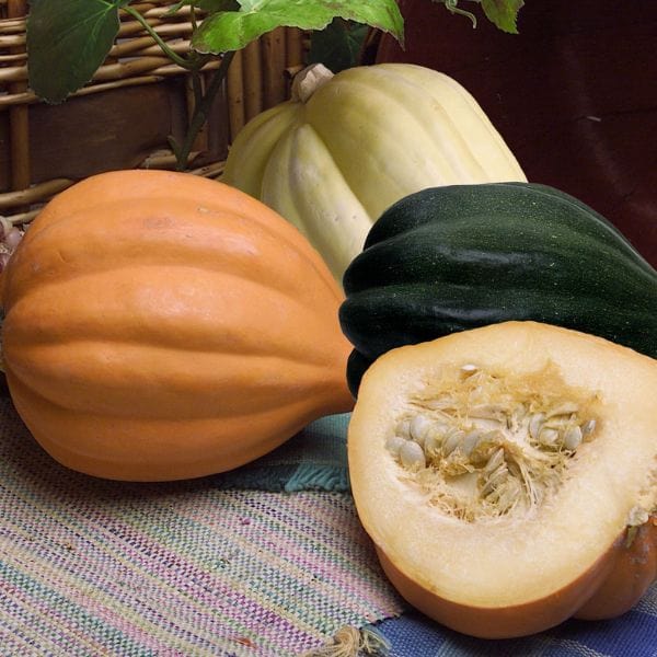 Acorn Squash - Image 2