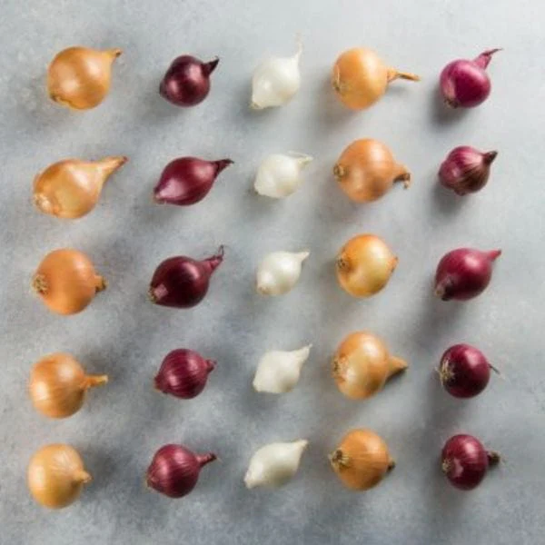 Pearl Onions - Image 3
