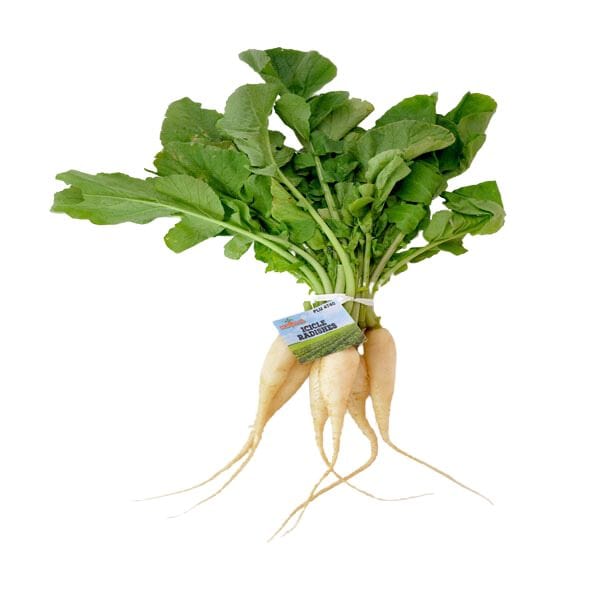 White Icicle Radish